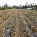 125.鄰居整齊壯觀的新植鳳梨園