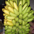  旦蕉過熟採收，導致易裂果、落果、色澤較差，熟黃不齊