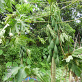 117蘇拉颱風過後的木瓜樹