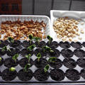 南瓜種籽篩選、育苗