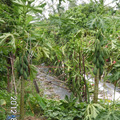 117蘇拉颱風過後的木瓜樹2