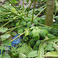 117蘇拉颱風過後的木瓜有輕微農損