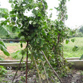 117蘇拉颱風過後的長豆