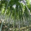 黃州楠竹被統稱為毛竹，又名孟宗竹