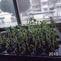 甜豌豆溫室育苗