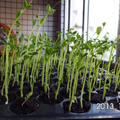甜豌豆溫室育苗