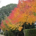 住宅區到處都是變色的秋葉