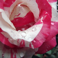 Red Marble Rose with dew drops