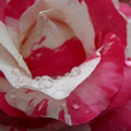 Dew-laden Beefy Rose