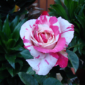 Marbled Rose 3