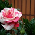 Marble Rose 1