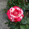 Marble Rose 4