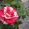 Marble Rose 5
