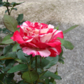 Marble Rose 6