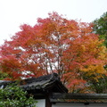2016秋 京都