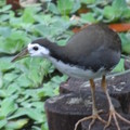 台北植物園