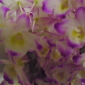 紫花團