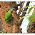 大安森林公園  可愛的五色鳥