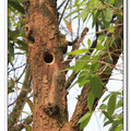大安森林公園  五色鳥的樹巢