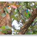 大安森林公園  五色鳥築巢時的小憩