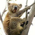 Koala wild 
