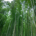 嵐山竹