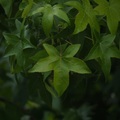 植物攝影
