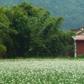 苗栗蔥花田園