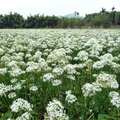 苗栗蔥花花海