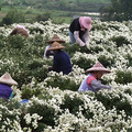 銅鑼杭菊採收