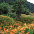 赤柯山金針花