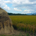 稻田草垺