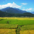 花東縱谷稻田