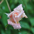 雨中的玫瑰，雨珠點點，珠光閃閃，我見猶憐!