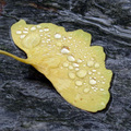 雨後銀杏