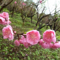 台北市木柵  杏花林