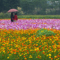 新北市樹林  波斯菊花海