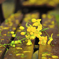 [雨天的風景]----雨中看花