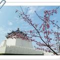 台北都會區的中正紀念公園  櫻花綻放  綺麗嬌美