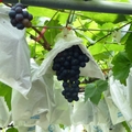 葡萄成熟時