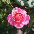 玫瑰  瑰麗芬芳