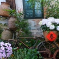 繡球花--花露休閒農場