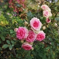 玫瑰玫瑰  瑰麗芬芳  常被用來表達情意  是美麗、高貴、熱情、浪漫和愛情象徵。
