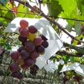葡萄成熟時