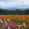 樹林波斯菊花海