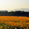 樹林波斯菊花海