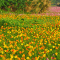 樹林波斯菊花海