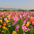 樹林波斯菊花海