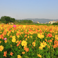 樹林波斯菊花海