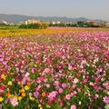 樹林波斯菊花海